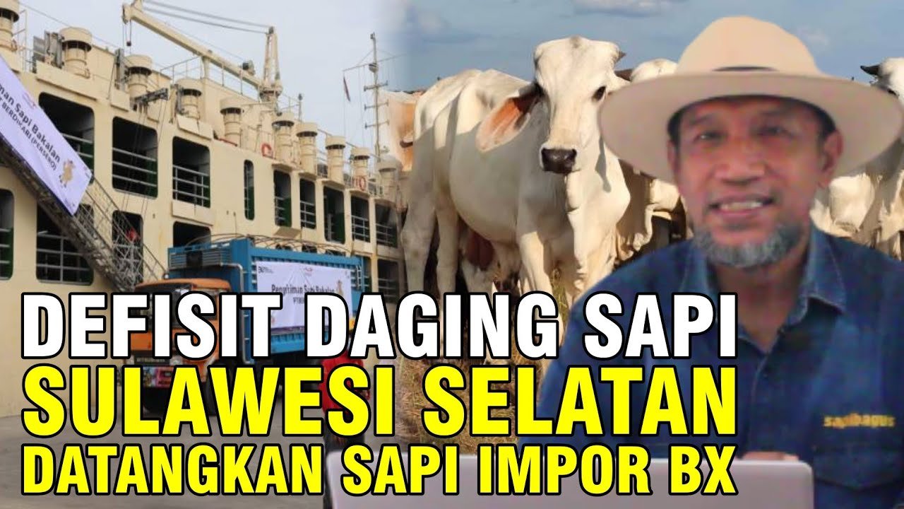 
                                 Sapi-Impor-Sulawesi-Selatan-1041-Tiba-Dari-Australia